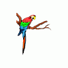 parrot